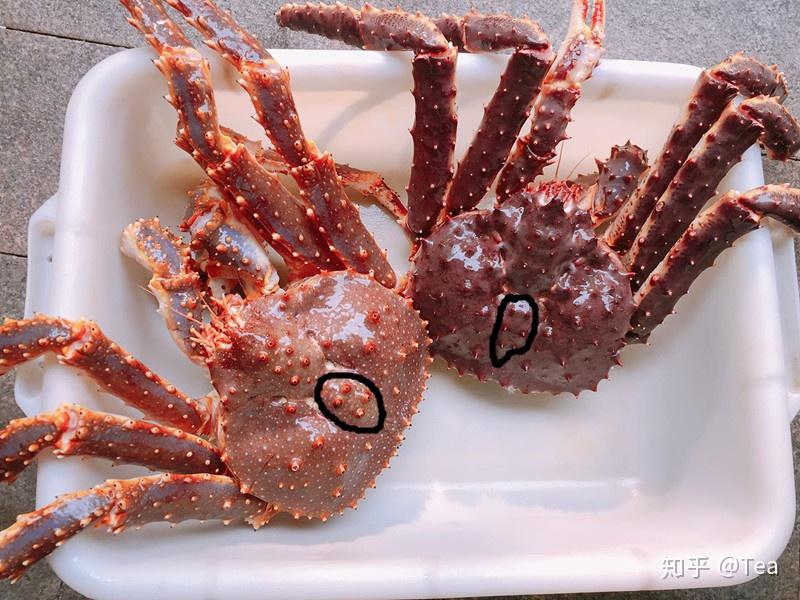 关于帝王蟹与皇帝蟹