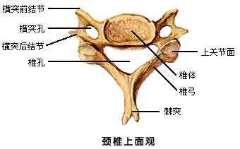 胸椎横突位置图片图片