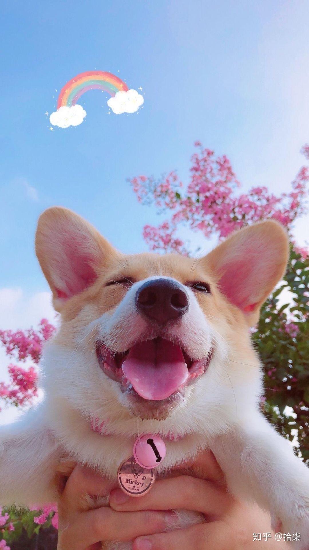 有哪些有关狗狗的微信头像