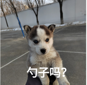 一组无敌可爱的新疆话表情包