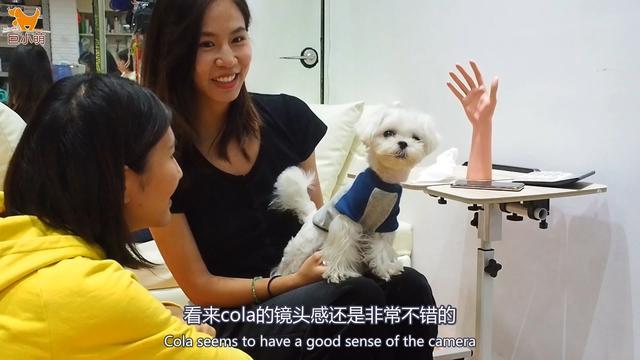玛尔济斯犬 知乎