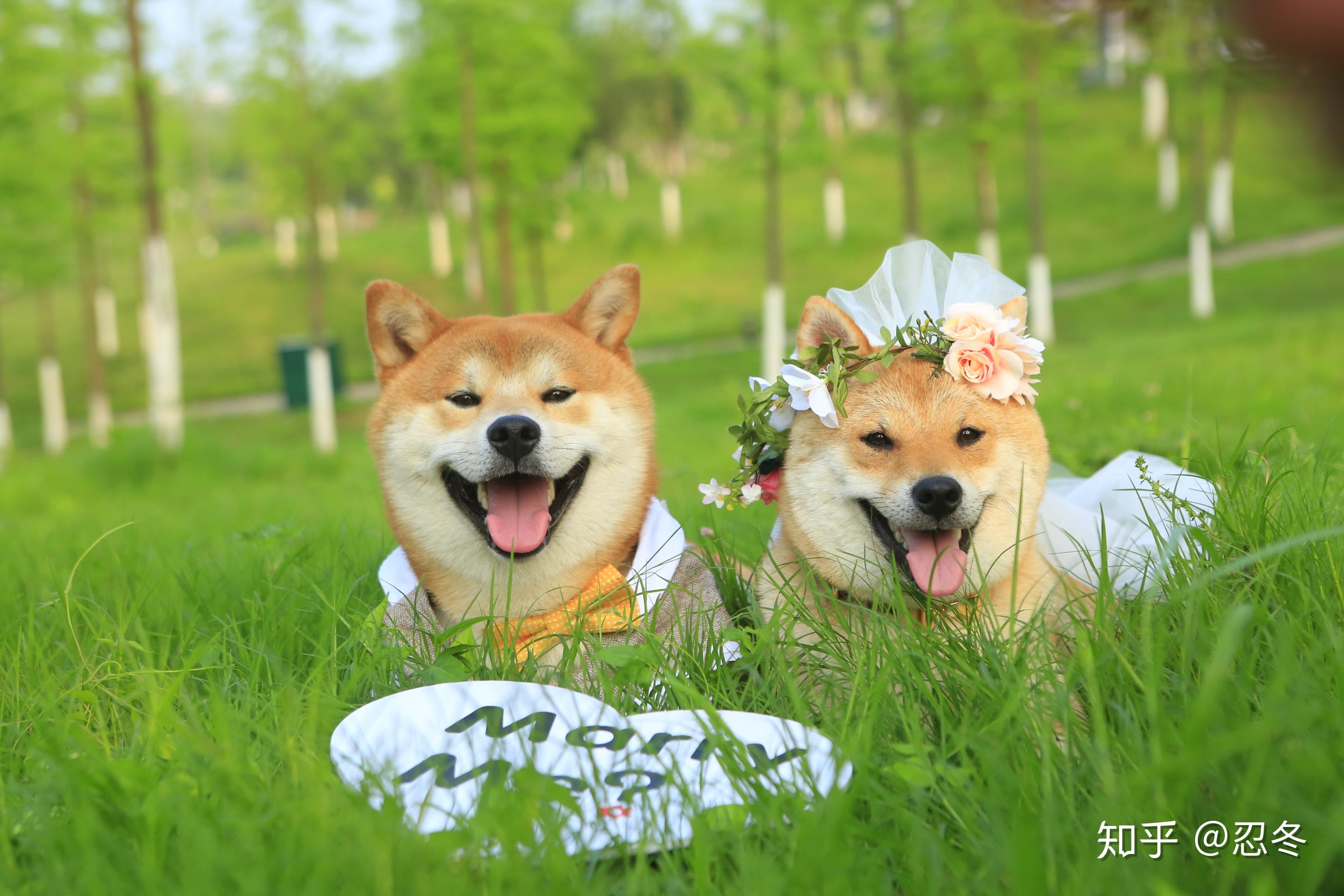 我们养狗狗狗真的是开心的吗