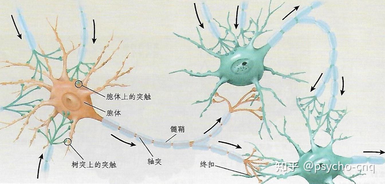 轴突胞体图片