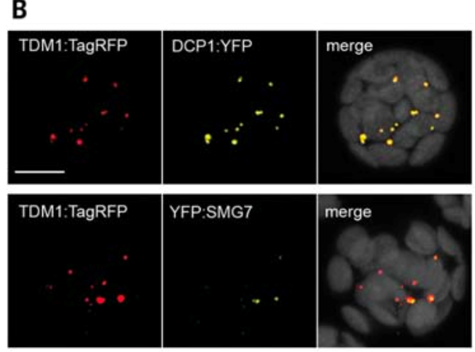 Science | 植物中P小体相关的翻译抑制为减数分裂退出“保驾护航” - 知乎