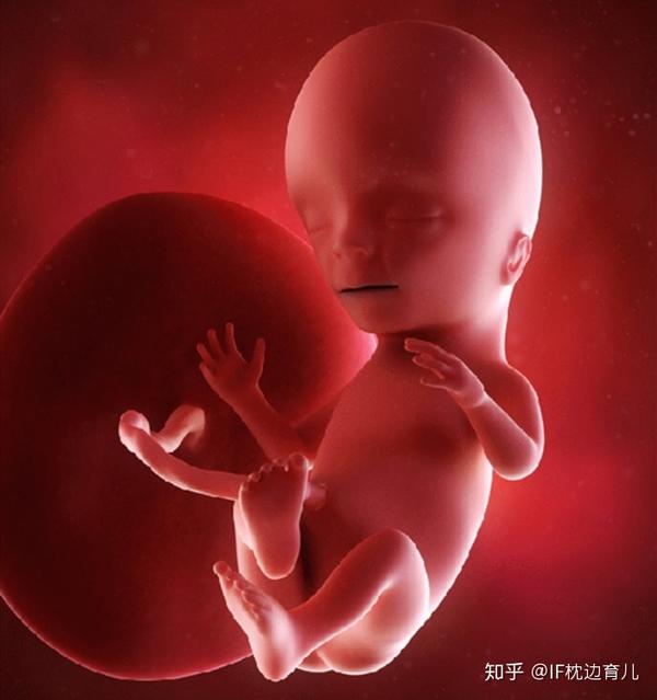 怀孕五个月小腹不显怀 和这些因素有关 附上孕五月注意事项 知乎