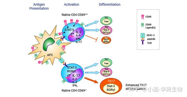 CD69 cvd-risk-risk-prediction-of-cvd-in-the-asia-pacific-region-japsc