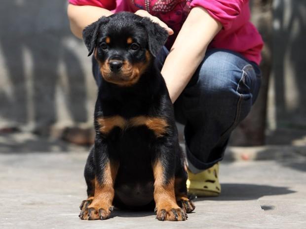 罗威纳幼犬应如何饲养 教你科学饲养的方法和技巧 天天要闻