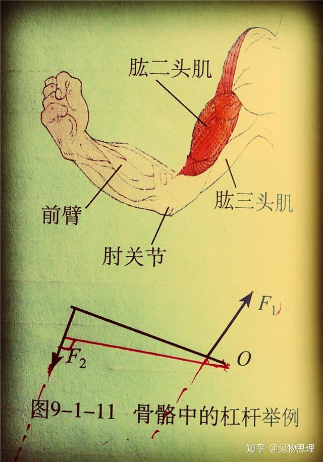 这是一个关于人体杠杆的案例,人体中每一处可以自由转动的骨骼都可以