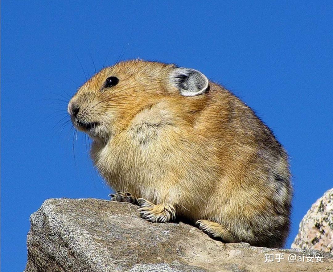 请不要再说兔子是啮齿类动物动物啦
