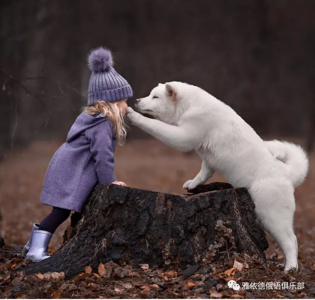 人与动物能有多治愈看看你就知道了
