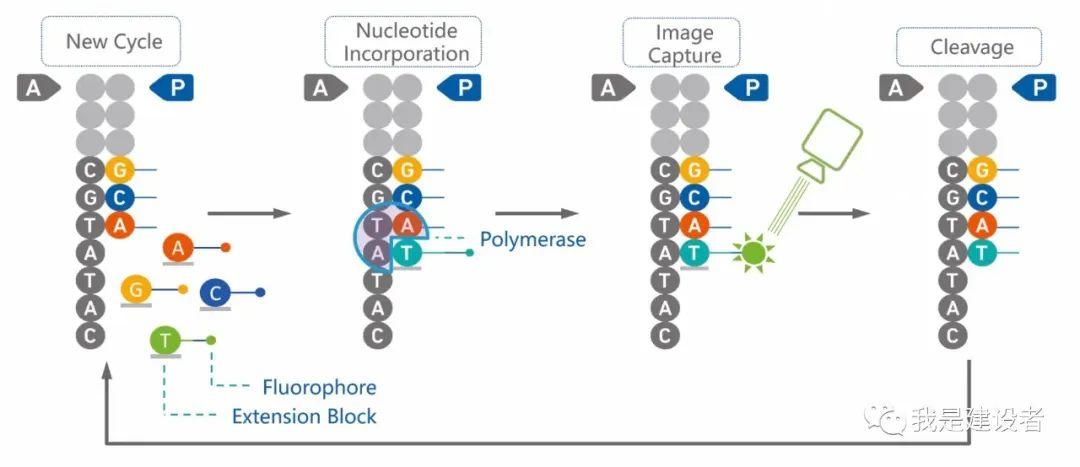 如何看待illumina起诉华大侵犯其边合成边测序的专利