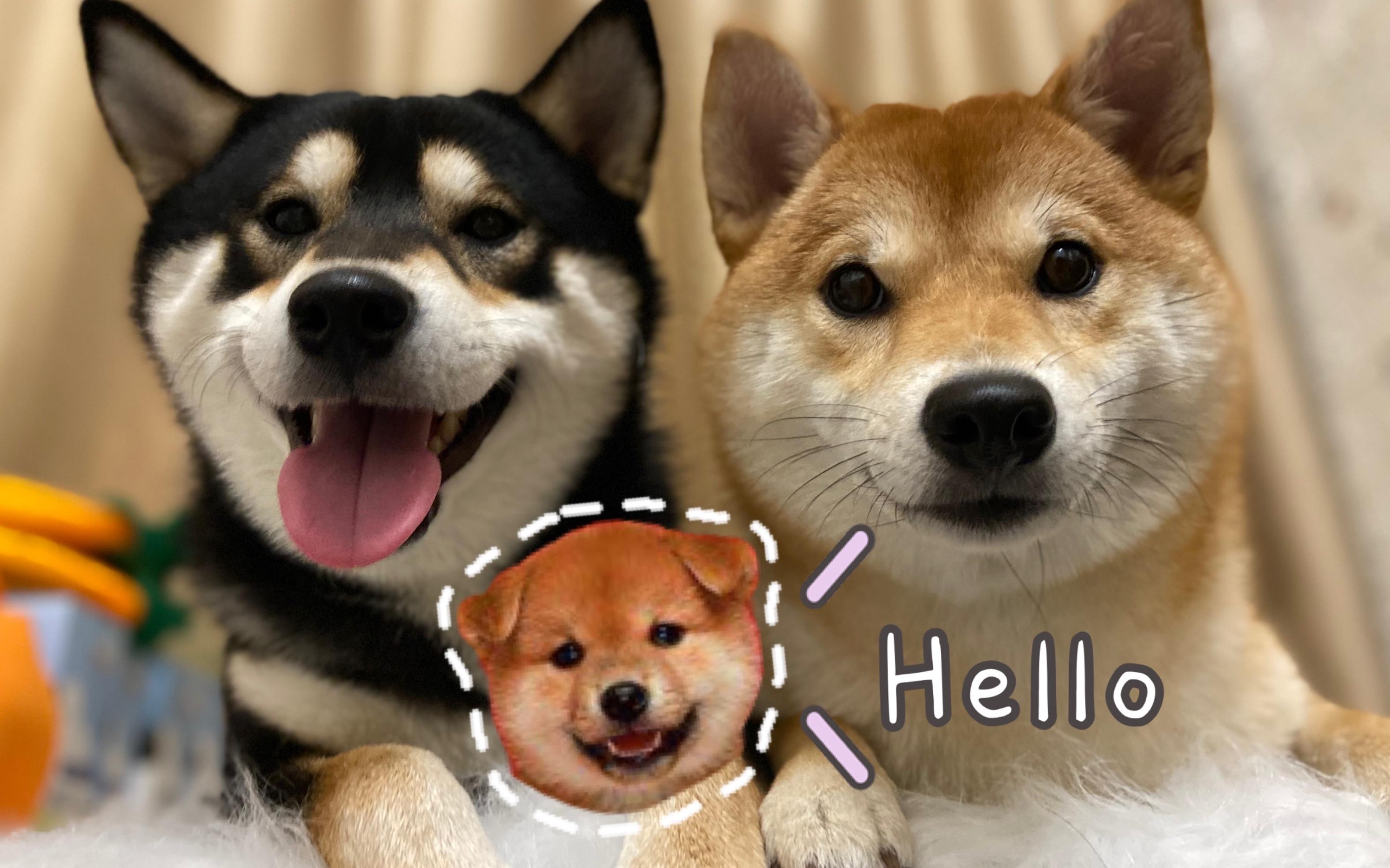 花式晒宠身残志坚小柴犬爱酱这个姿势完全不耽误玩球除了偶尔过来骚扰