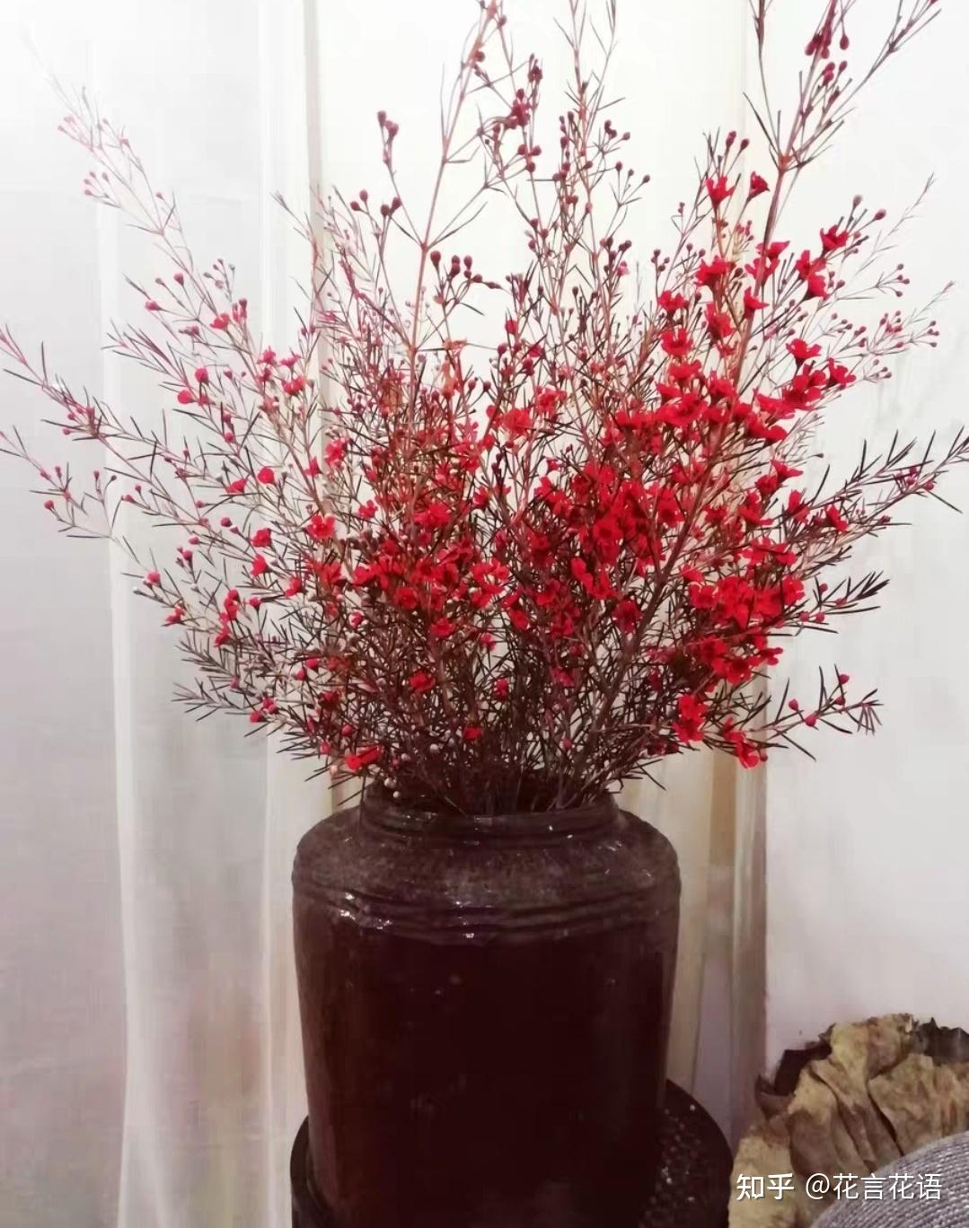 花材澳洲腊梅养护方法