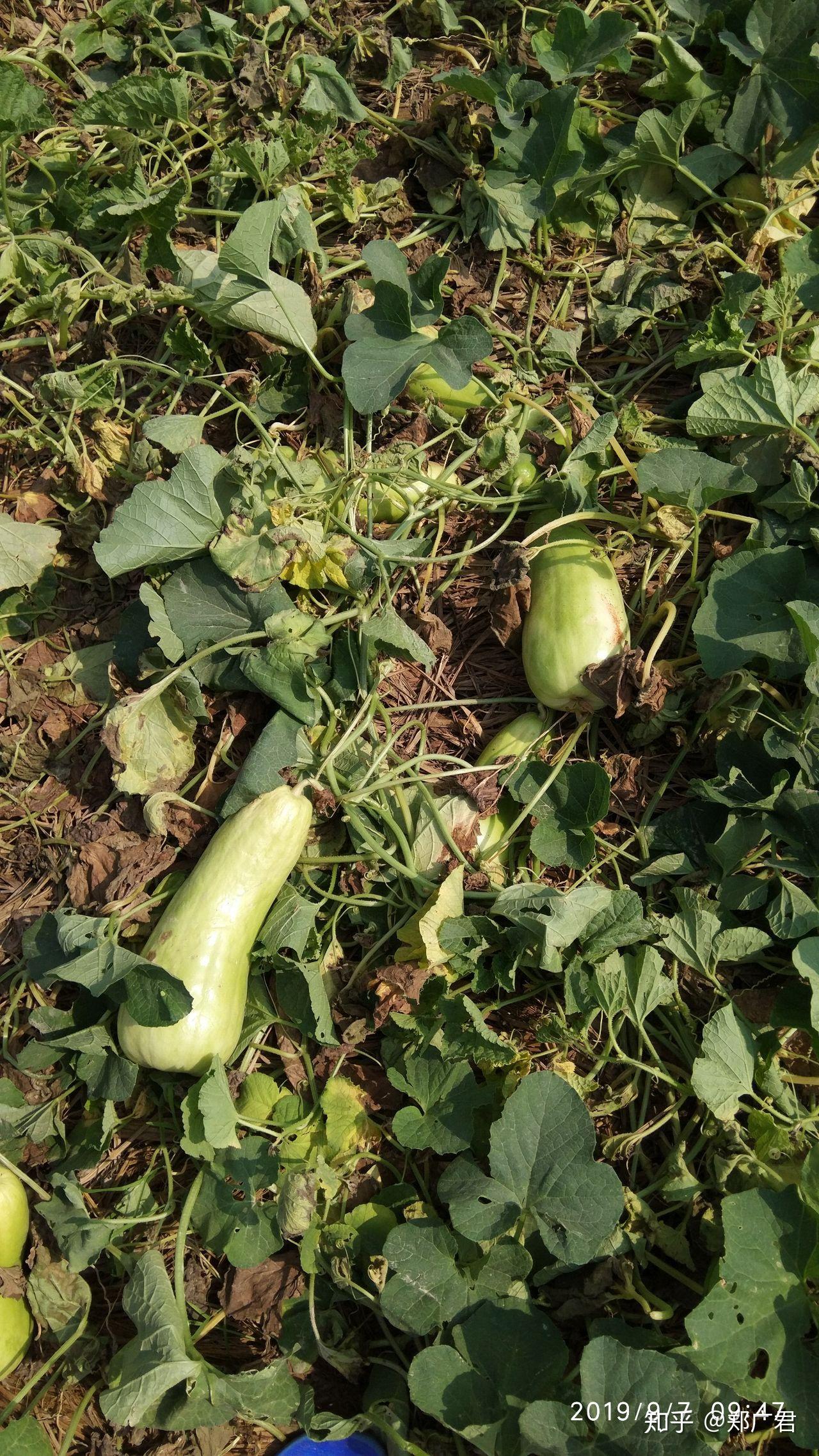南方所说的"骚瓜"(读音)学名是什么? - 知乎