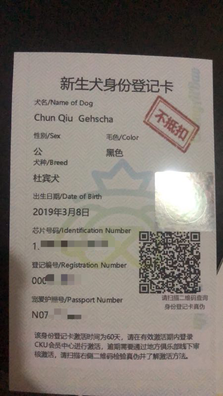 柯基血统柯基带cku证书上面45代帮我看看是不是纯种左边那个公的4000