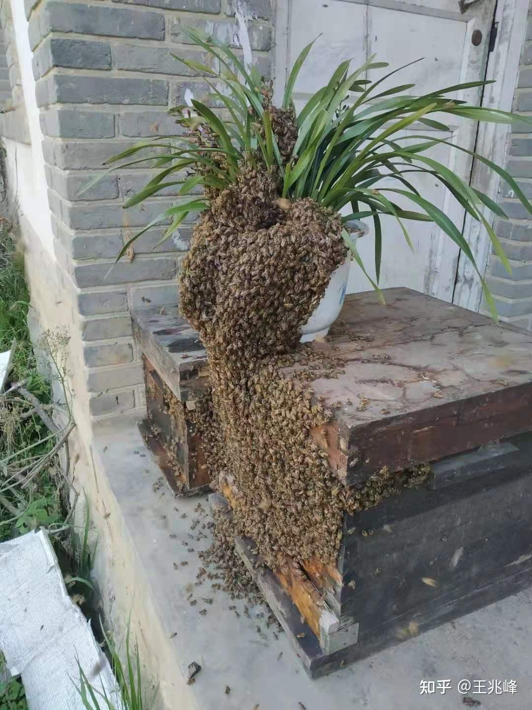 蜜蜂兰真的可以吸引蜜蜂吗?