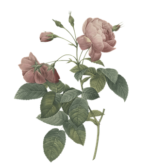 3. 玫瑰花刺添加