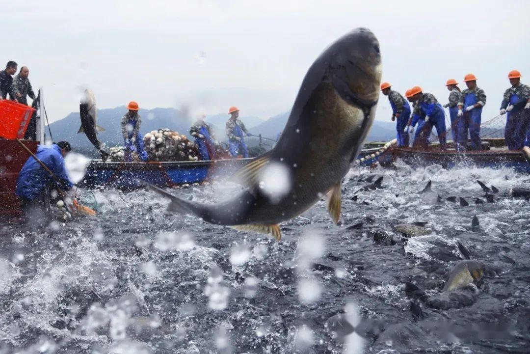 過度捕撈會損害水生生態環境,破壞生物多樣性,這對千島湖來說也不例外