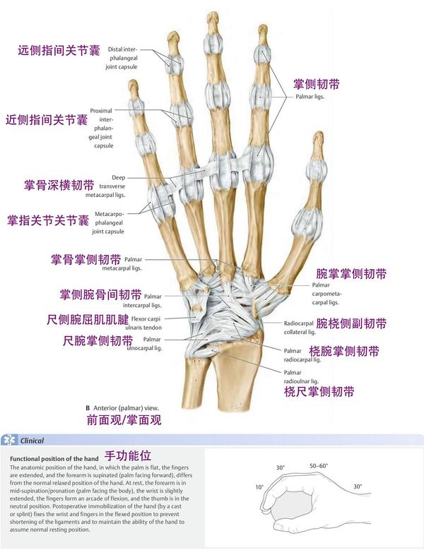 手关节 - 知乎