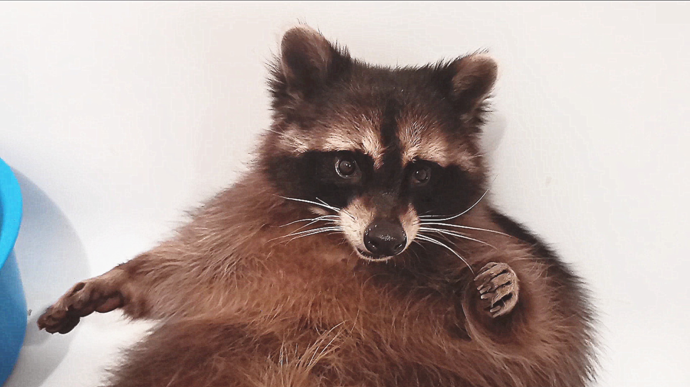 家养浣熊如何向主人要东西?