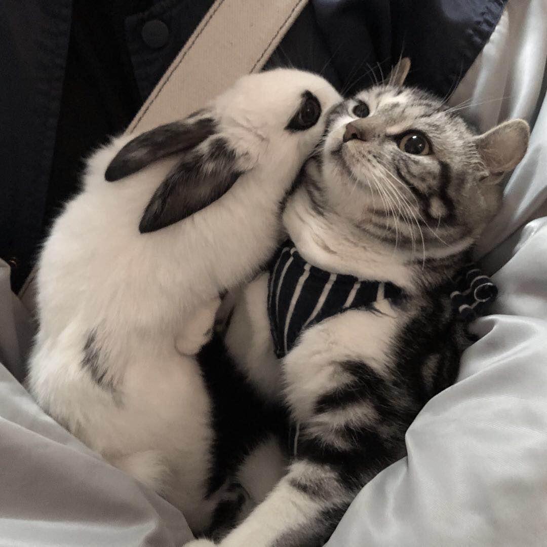 猫和兔子能在一起养吗