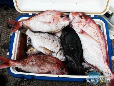 中国海钓地理 亚洲第一钓场的真鲷攻略和精彩故事 都在这篇文章里了 知乎
