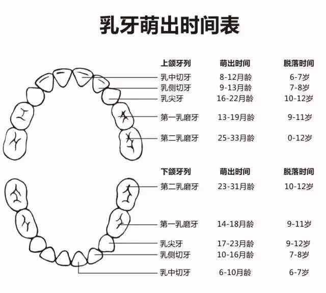 宝宝多大开始长牙出牙晚正常吗这份出牙时间表让你不再焦虑