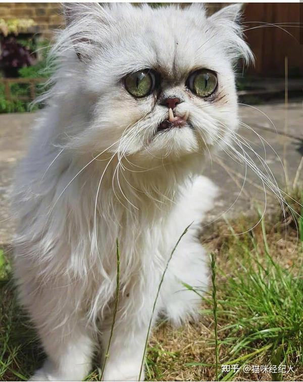 傻猫的日常迷惑行为，这样的毛孩子你喜欢猫 - 知乎