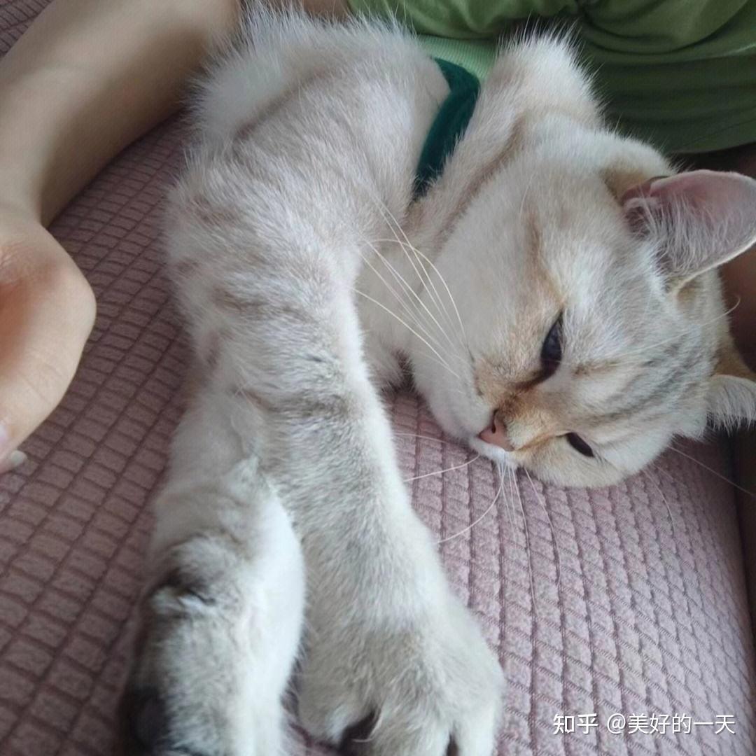 亲身经历告诉你,养猫后会慢慢“讨厌”猫,饲养需谨慎! - 知乎