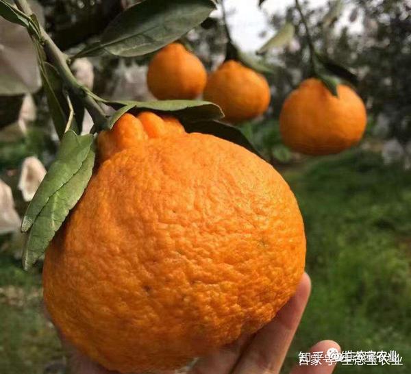 大雅柑和耙耙柑区别在哪(大雅柑口感)