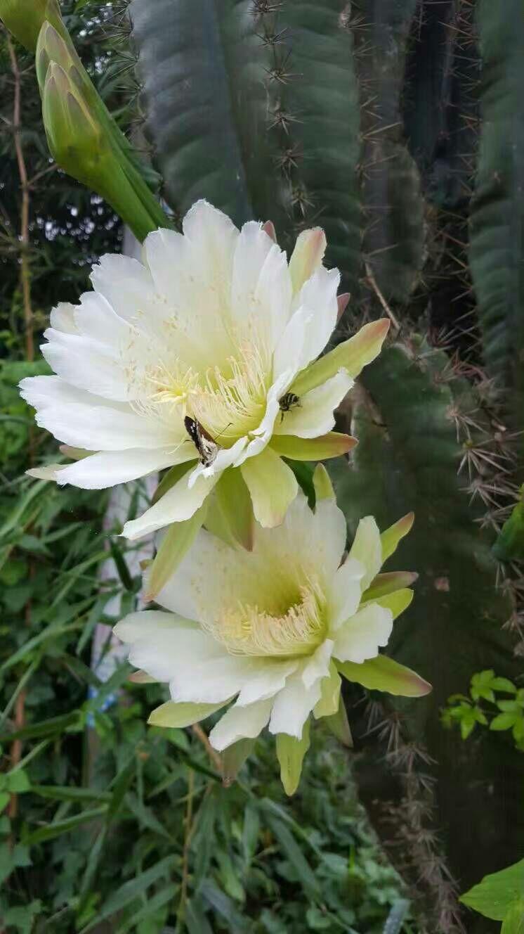 每天慢跑五公里对身体有什么好处? - Lillian 的