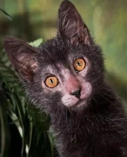 你知道狼猫吗 今天带你见识见识 普通人难以 吸 动的狼猫 知乎