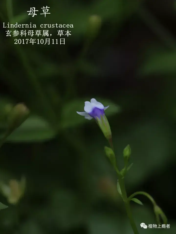 母草|是耶,非耶,化为蝴蝶? - 知乎