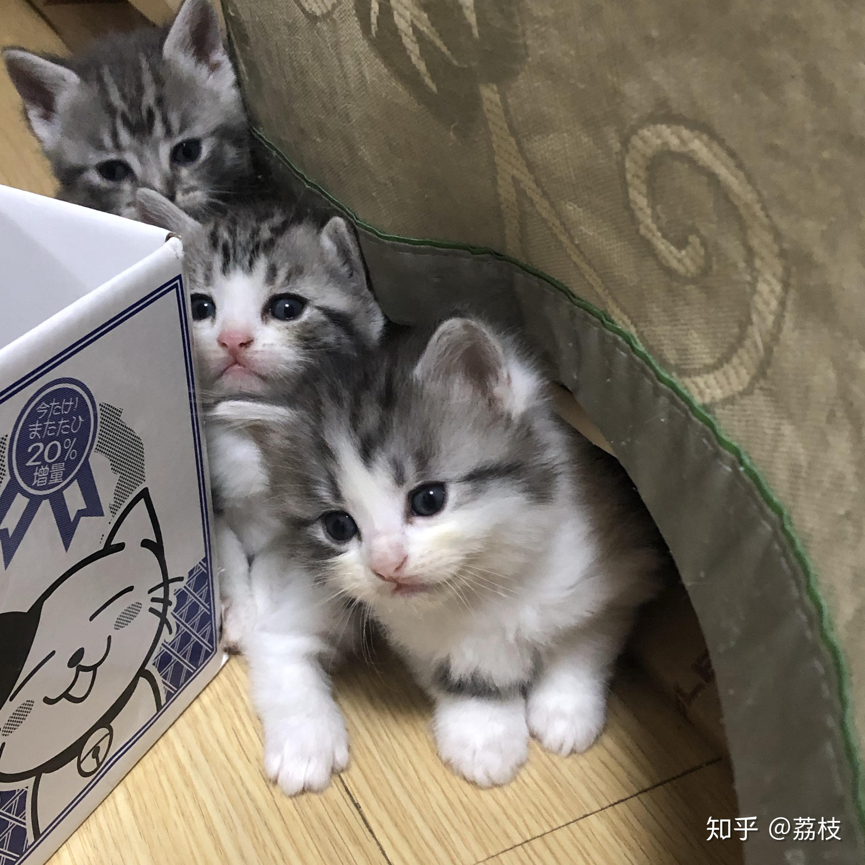 布偶跟美短生出来的孩子长什么样子