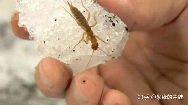 【地球演义】六足传奇10:钻天入地