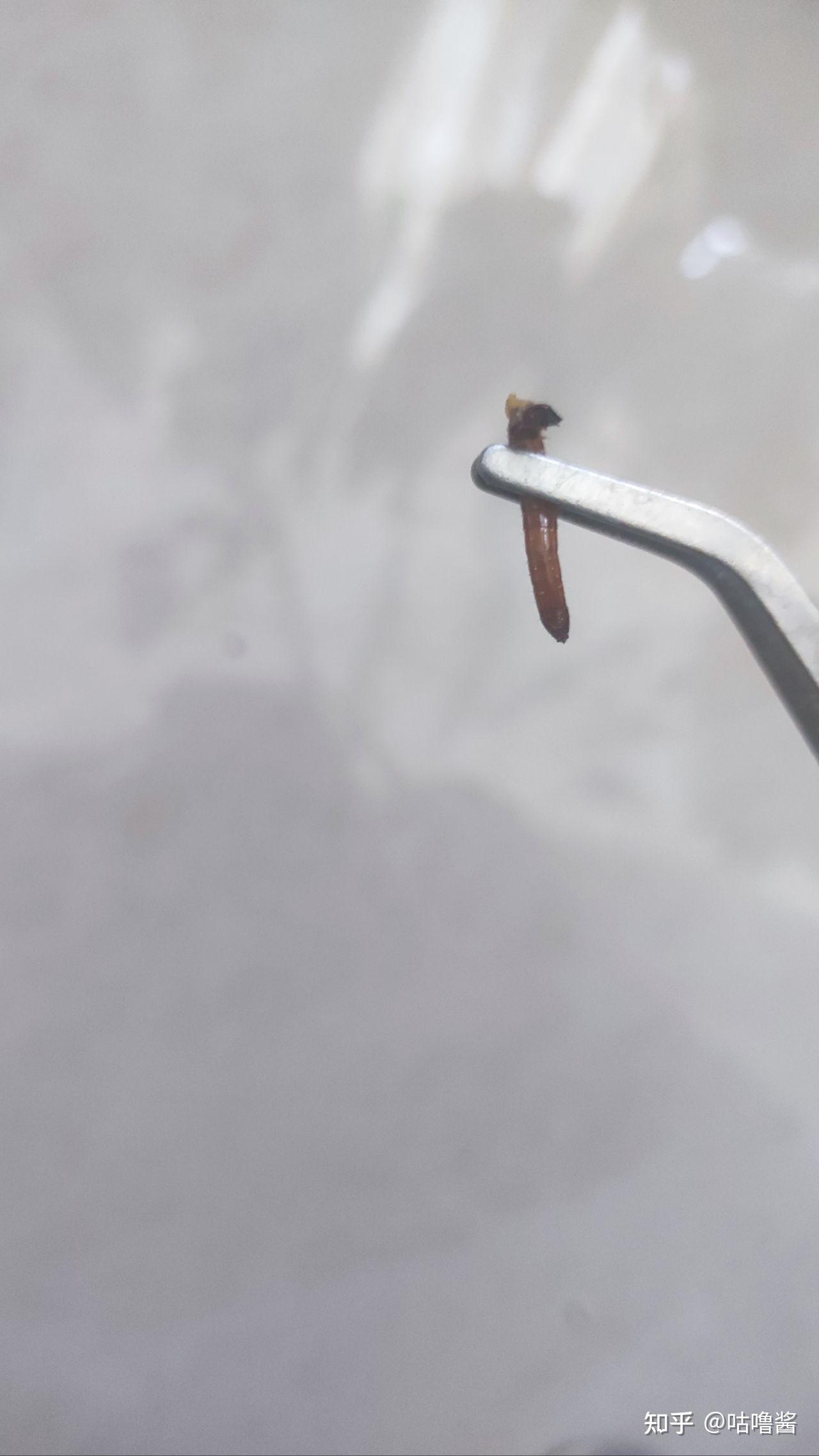 猫砂盆里发现褐色长条状虫子,这是什么虫子?