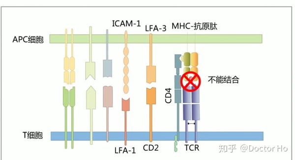 医学免疫学第七版 知乎