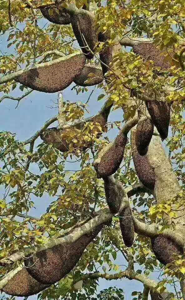 真正的野生纯蜂蜜缅甸蜂蜜多少钱一斤?