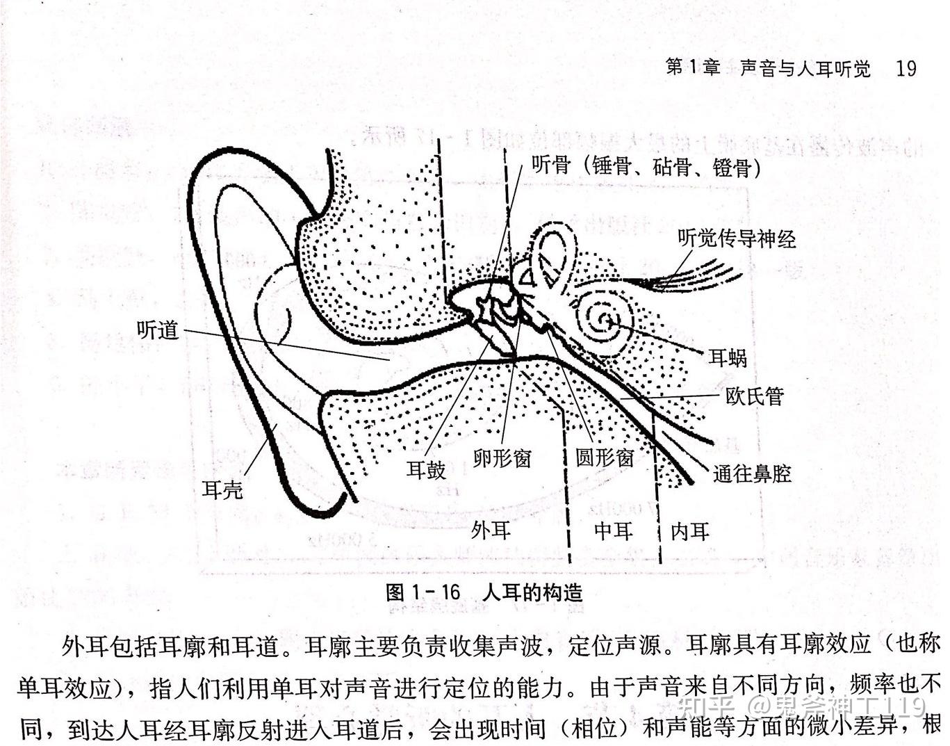 为什么人类听觉系统进化为对20到20000赫兹范围内的声音敏感而不是