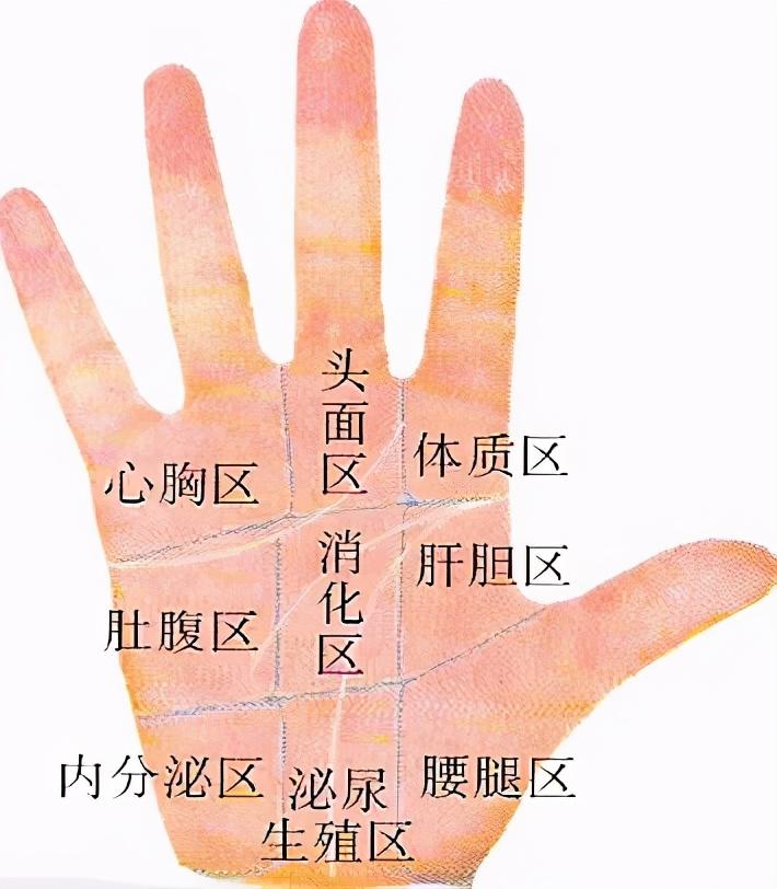 一只手就是人体的全息投影手上的脏腑分区一定要记牢