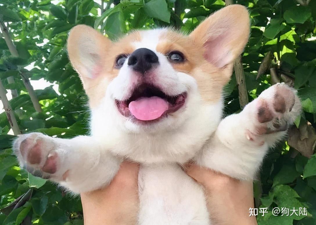 注意:"养狗"和"养猫"区别很大,别养错了! - 知乎