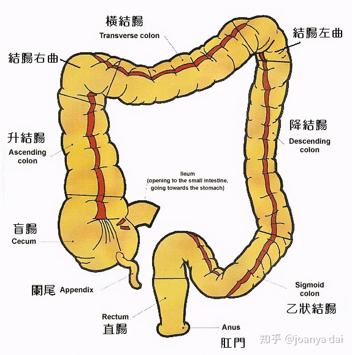 结肠位置图图片