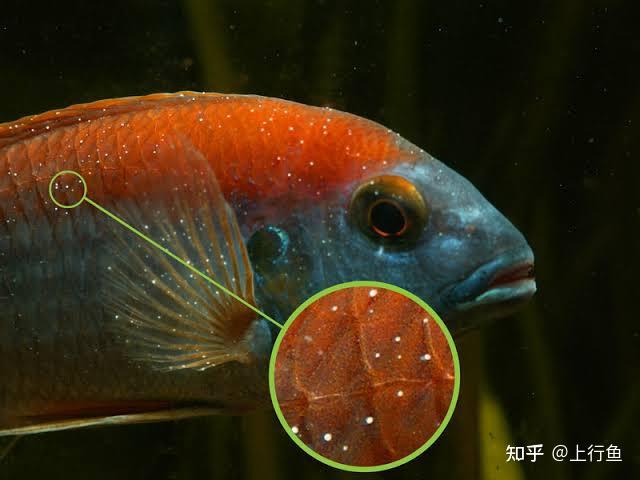 魚得了白點病怎麼治白點病魚怎麼治療1