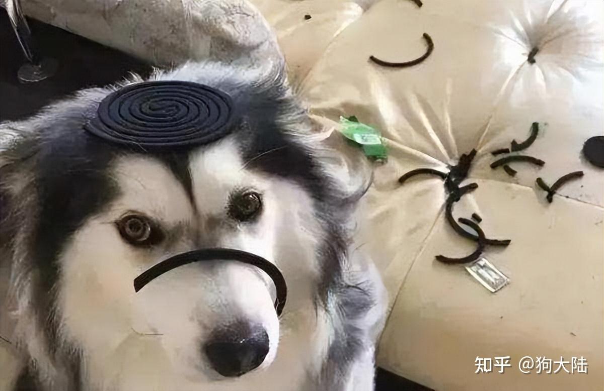 天气炎热,别再这样养狗,跟害狗没区别 - 知乎