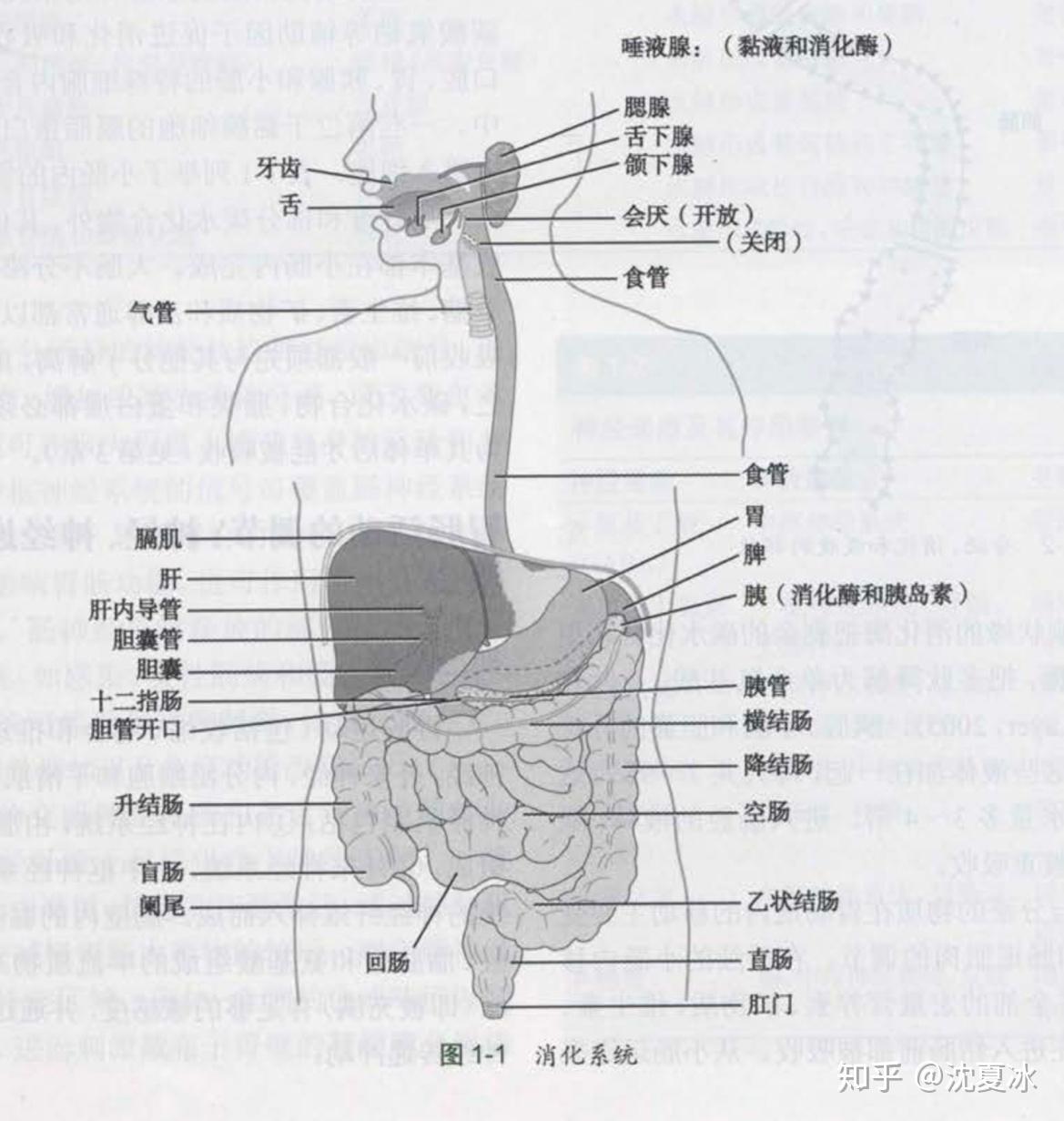 消化系统模型_系统解剖模型 人体消化系统解剖 肝 胃大肠 - 阿里巴巴