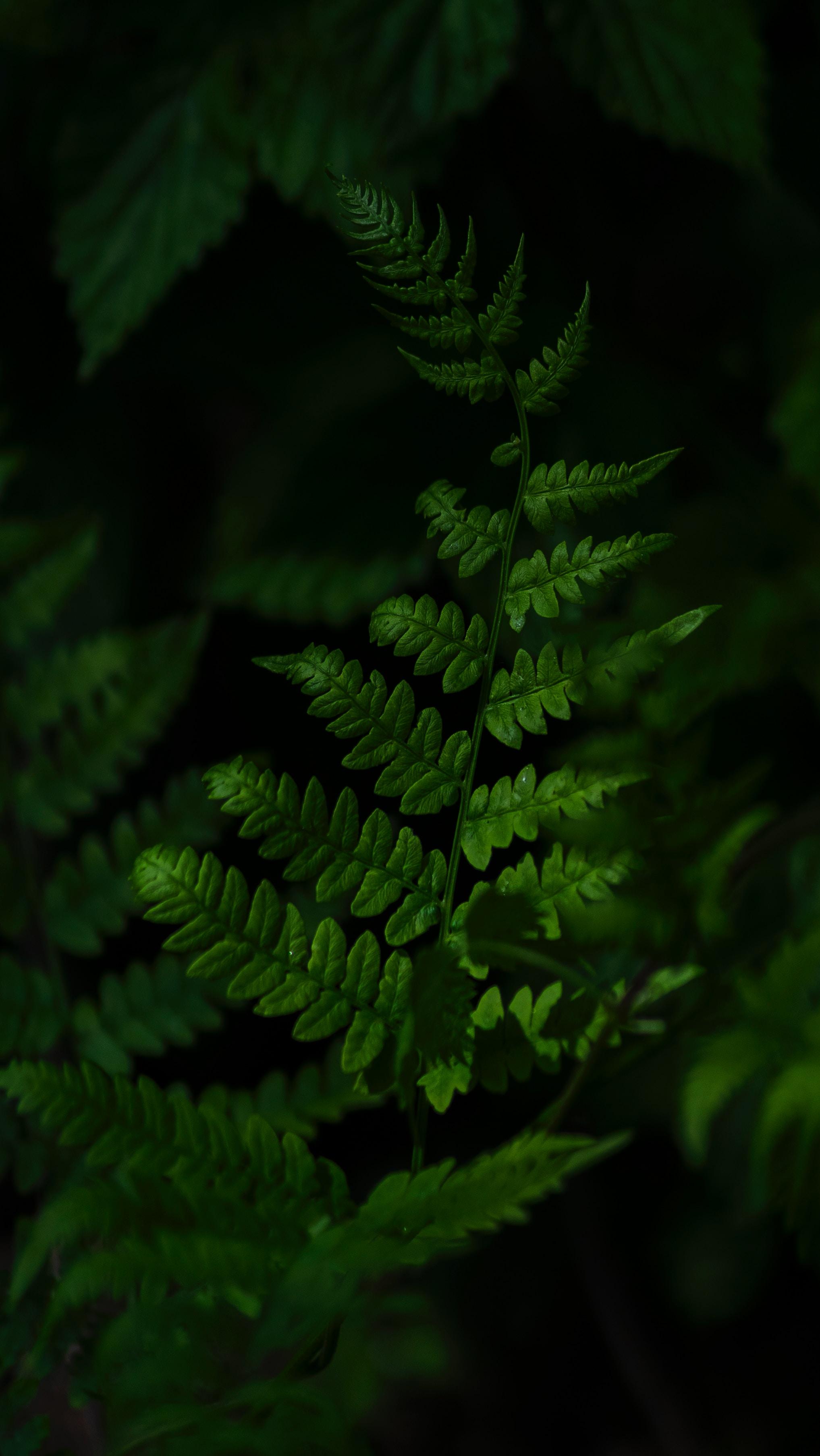 1. 绿植养护技巧