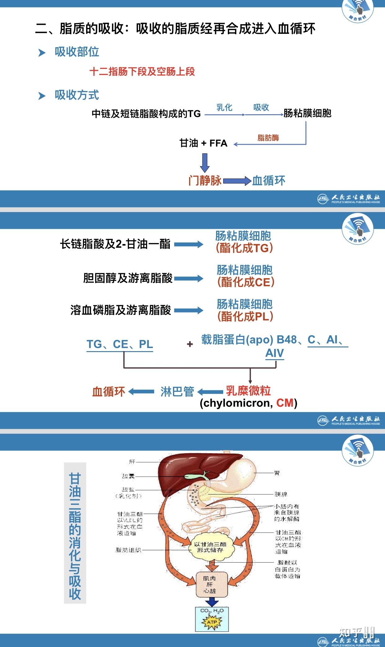 人体的脂质代谢是怎么个流程? - 知乎