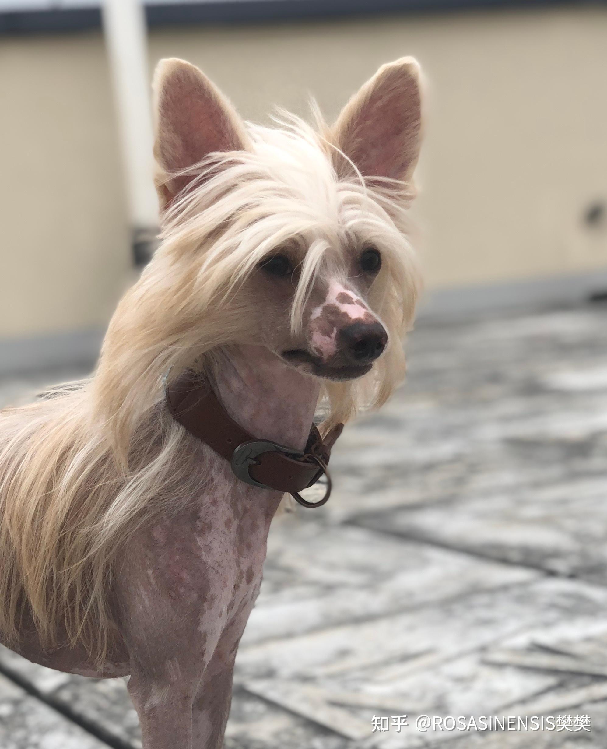 养中国冠毛犬是怎样的体验