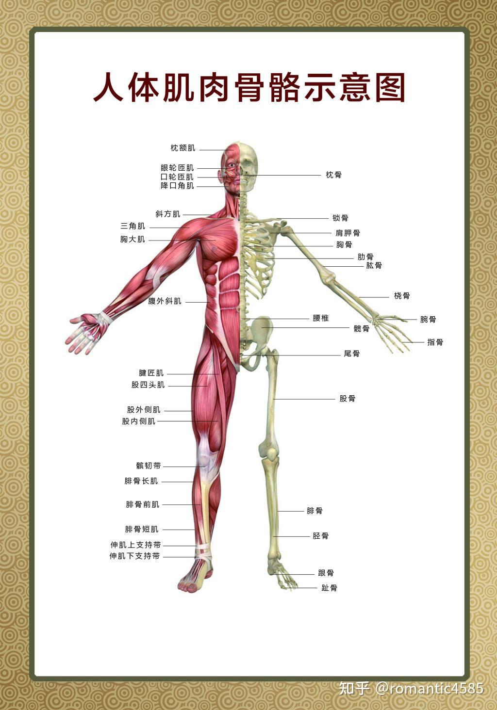 手臂各个部位名称图片