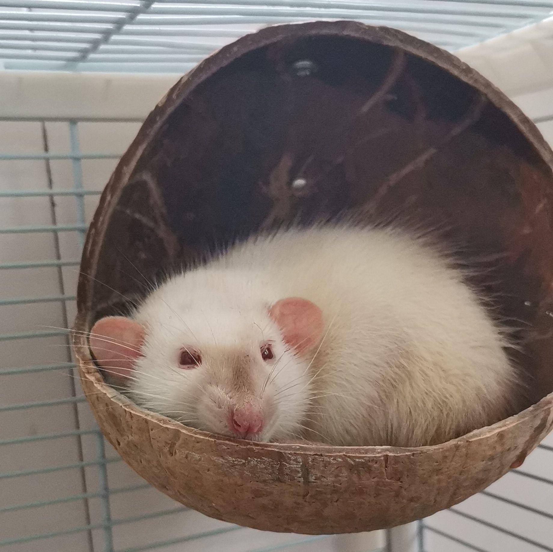 医学生们在做实验时有想过偷一只小白鼠回去养吗?